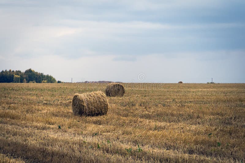 Large Round Stack Of Dry Hay On A Background Autumn Forest Harvesting