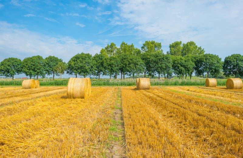 Large Round Straw Bales in a Field Stock Photo Image of wind, grain