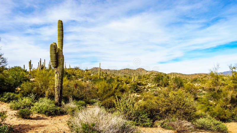 Large Saguaro Cactus and many other cacti and shrubs in the mountainous desert landscape near Lake Bartlett