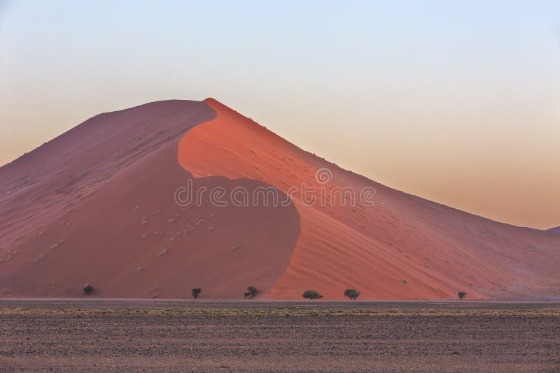 Large Camel Standing In A Field In Sunlight Stock Image ...