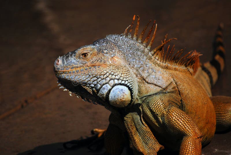 Large Scaly Lizard Face