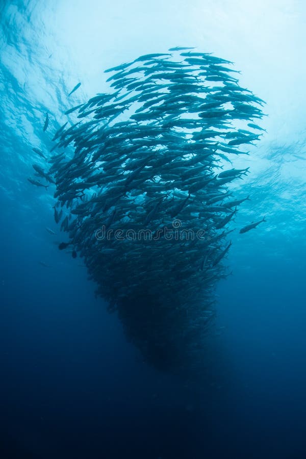 Large School of Bigeye Jacks in Open Ocean