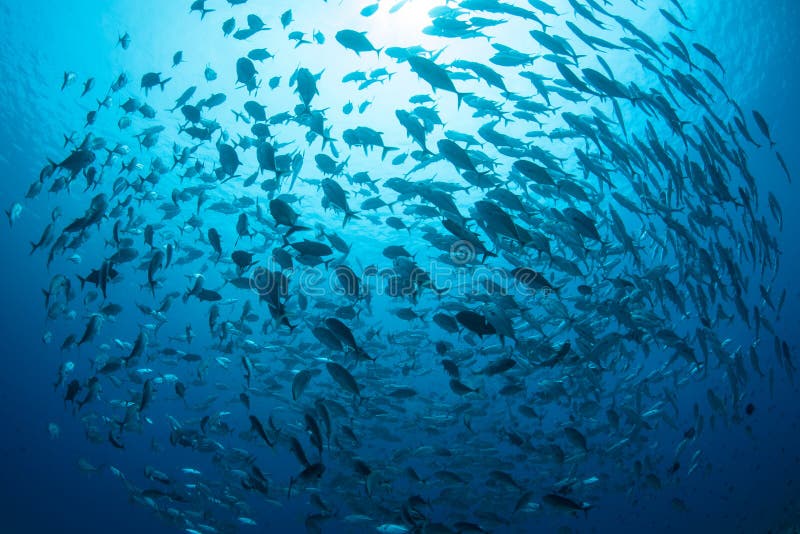 Large School of Bigeye Jacks in Palau