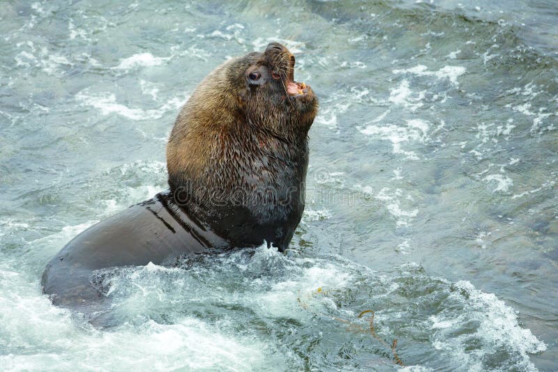 Large sea lion male roaring on the coast of Atlantic ocean by th stock image Large sea lion male roaring on the coast of Atlantic ocean by th stock image
