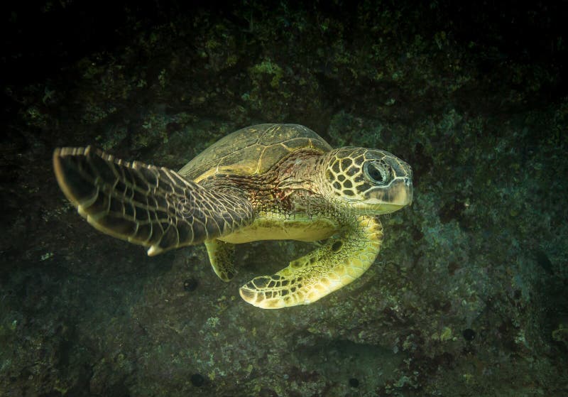 Hawaiian green sea turtle