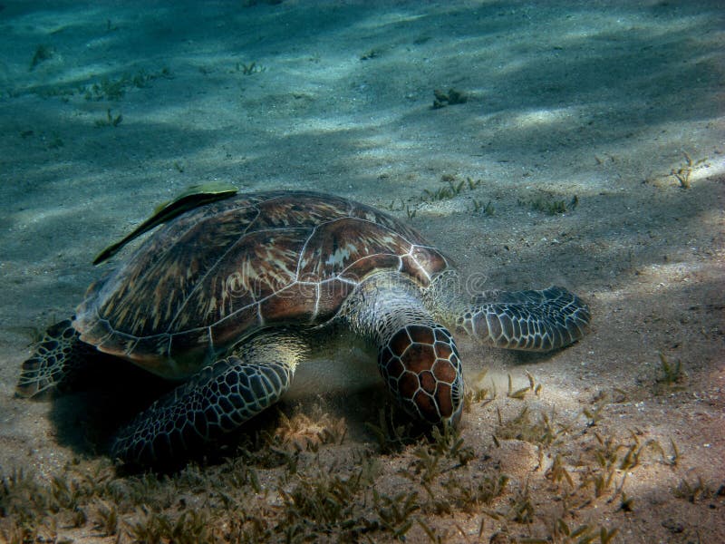 Sea turtle eats stock image. Image of clean, egypt, beach - 29719415