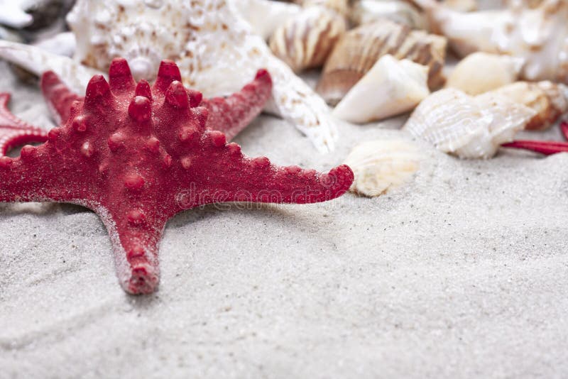 Large seashells and red sea stars on the sand. Summer beach background