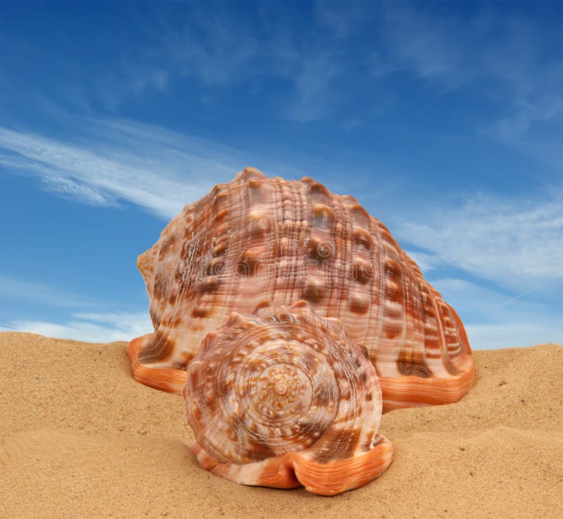 Large Seashells On The Sand Royalty Free Stock Images Image 21686569