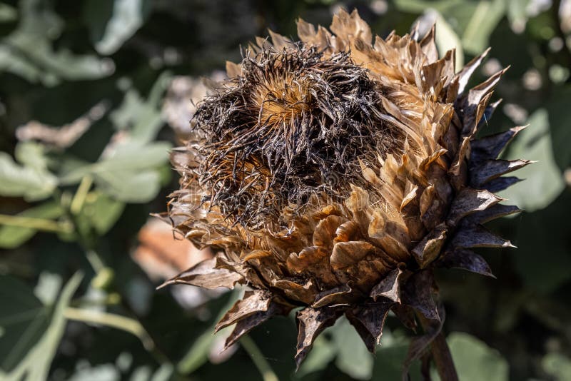 Large seed head of plant stock image. Image of produce - 232916039