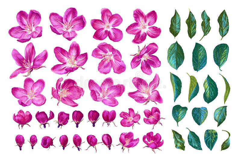Large set of pink blooming apple trees. Set of realistic plants, hand-drawn in vector format. royalty free illustration