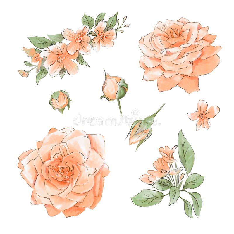 A large set of watercolors tender roses stock illustration A large set of watercolors tender roses stock illustration