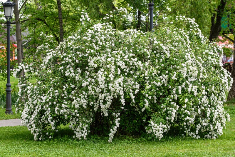 Snowmound Shrub Photos Free Royalty Free Stock Photos From Dreamstime Snowmound Shrub Photos Free Royalty Free Stock Photos From Dreamstime