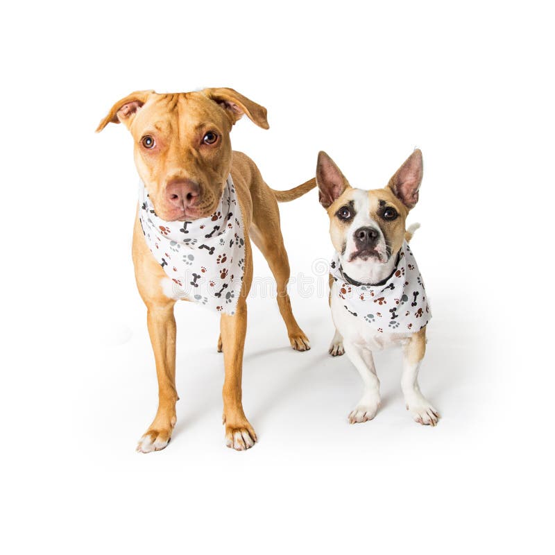 How Are Dogs Supposed To Wear Bandanas how-are-dogs-supposed-to-wear-bandanas
