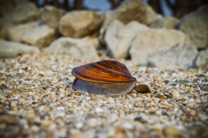 Large and small mussel