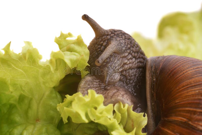 Garden snail eating some delicious lettuce. Garden snail eating some delicious lettuce.