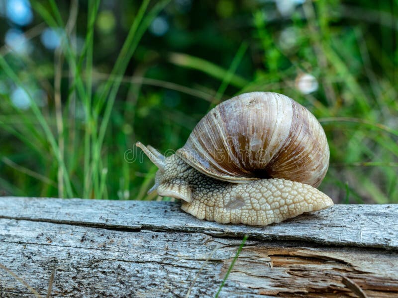 Large snail on a tree trunk royalty free stock photo Large snail on a tree trunk royalty free stock photo