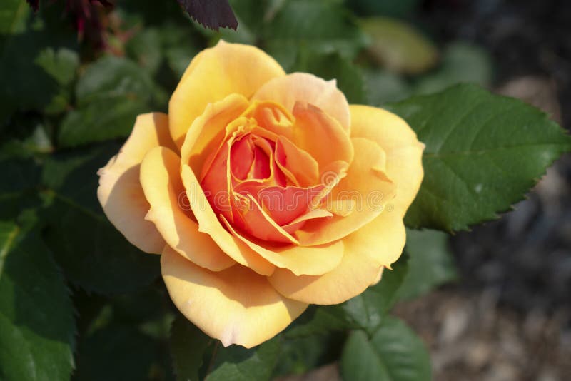 Large Solid Peach Rose 04 stock image. Image of nature 150721615
