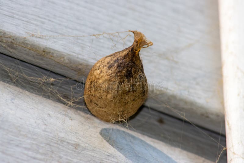 Large Spider Egg Sack on Wall Stock Photo Image of animal, shadow