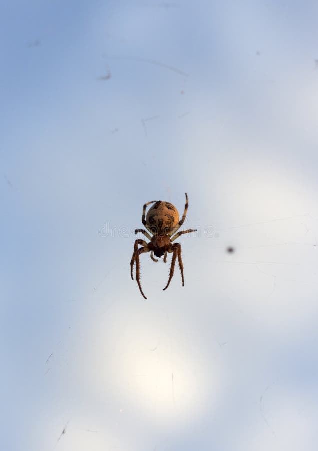 https://thumbs.dreamstime.com/b/large-spider-pattern-abdomen-sits-fishing-line-against-background-sky-close-up-large-spider-237767337.jpg