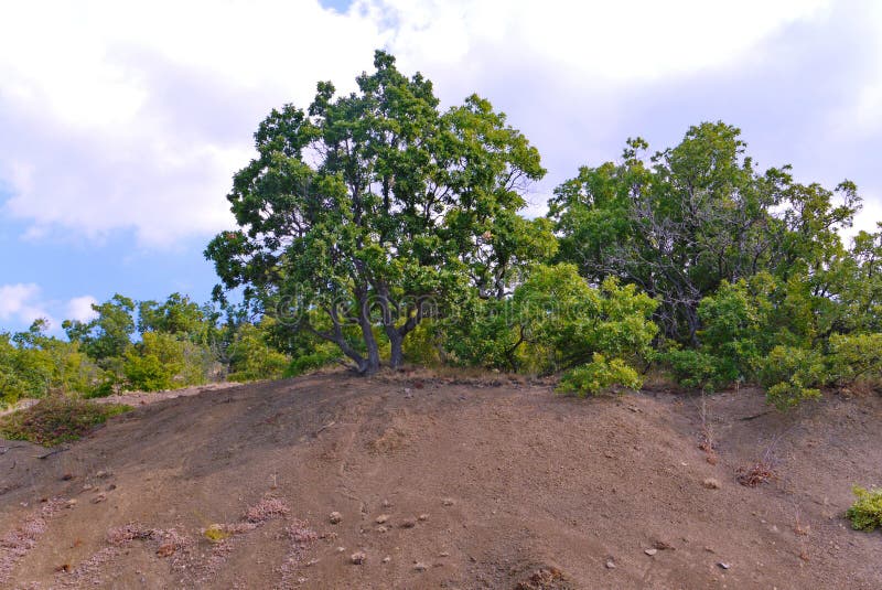 A large spreading green tree on top of a sandy hill surrounded by bushes and trees. place of rest, tourism, picnic.