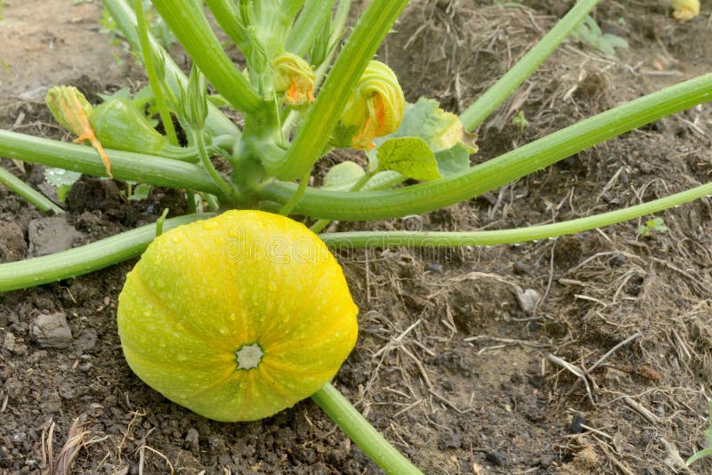 A Large Squash Fruit in Dew Drops Grows in a Garden Bed on the Ground