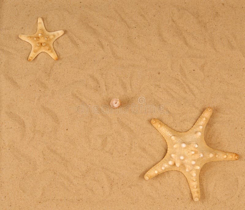 Large starfish on the sand