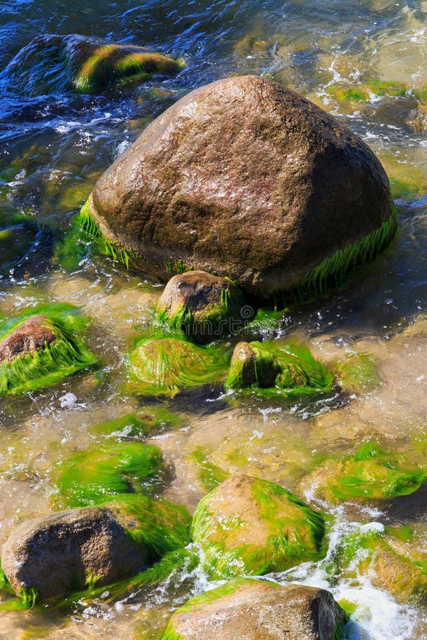 Large stone covered with green algae on the sea coast