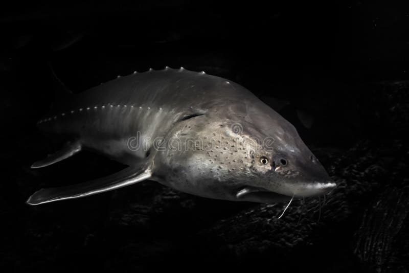 Large sturgeon fish kaluga, muzzle forward at the bottom in  depth from the Amur River