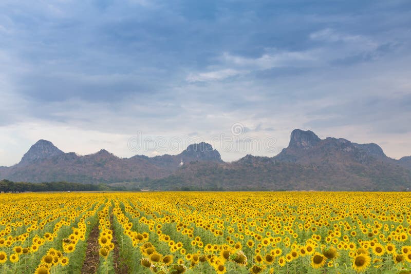 Tea Plant Field On Mountain Slope Stock Image Image Of Crop Green