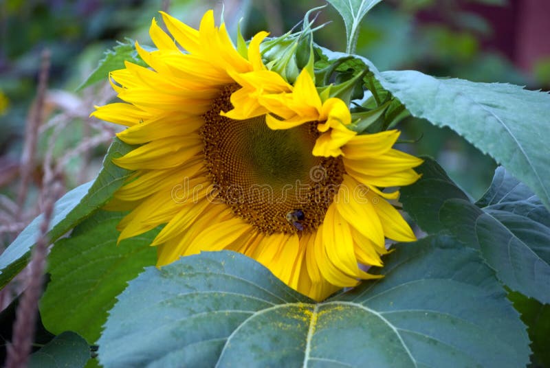 Large Sunflower Leaning on a Leaf Stock Photo Image of leaves, yellow