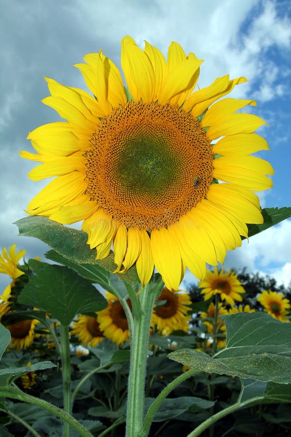 Large Sunflowers stock photo. Image of close, sunflower 2864036