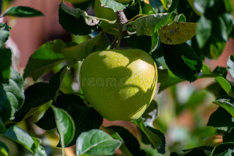 Large Sweet Braeburn Apples Ripening on Tree in Fruit Orchard Stock