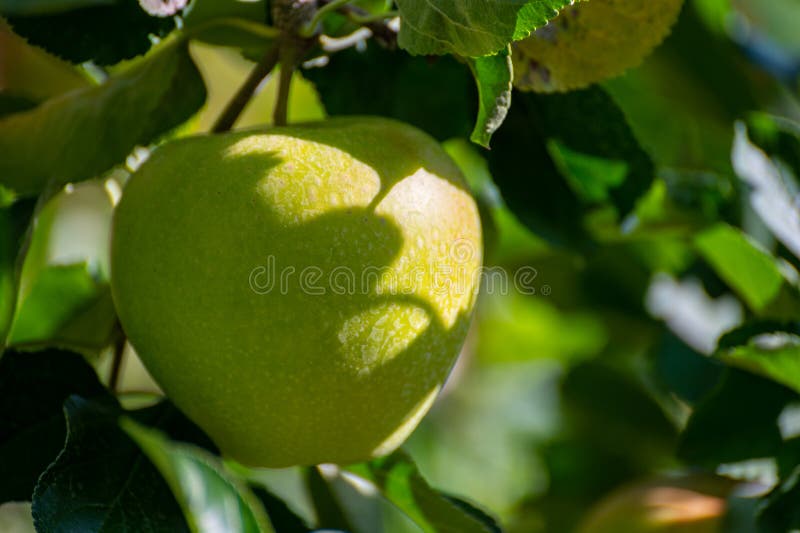 Large Sweet Braeburn Apples Ripening on Tree in Fruit Orchard Stock