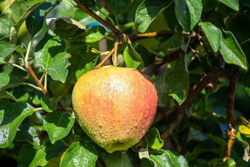 Large Sweet Braeburn Apples Ripening on Tree in Fruit Orchard Stock