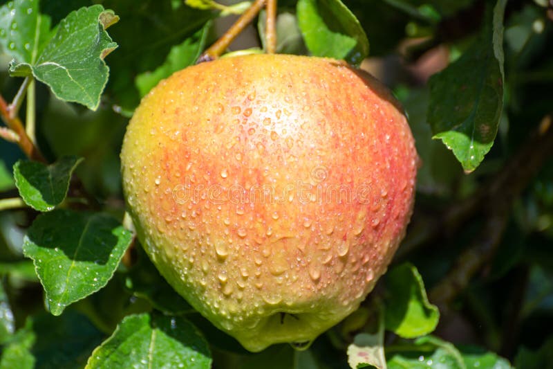 Large Sweet Braeburn Apples Ripening on Tree in Fruit Orchard Stock