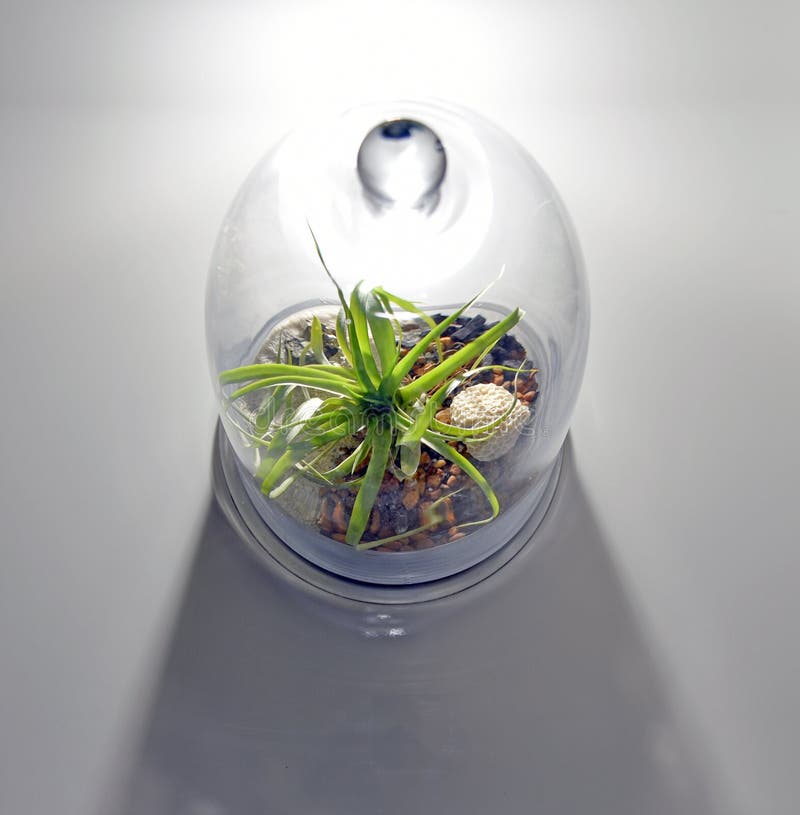 Large Terrarium from Above in Light Stock Image Image of bottle