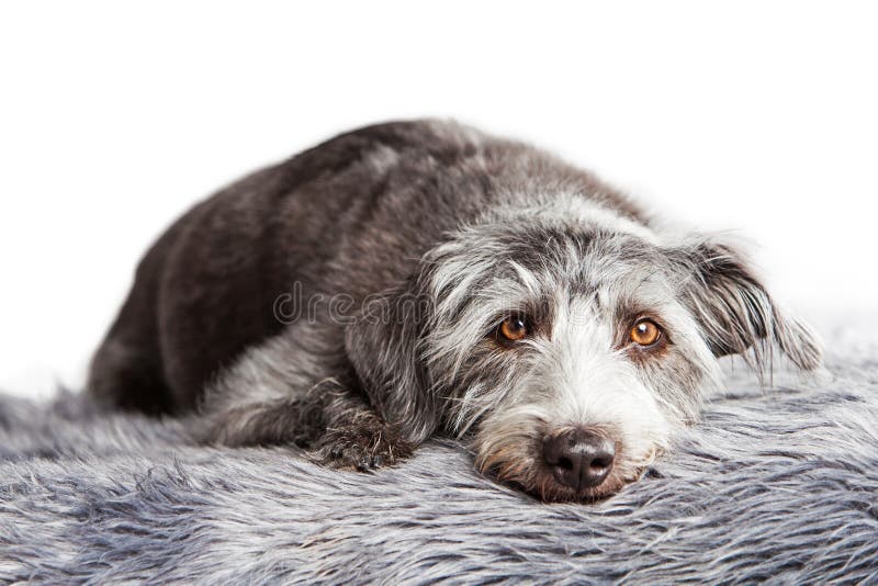 Large Terrier Crossbreed Dog Laying On Fur Rug Stock Photo