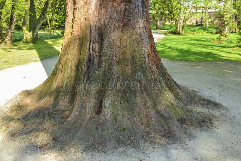 A Thick Trunk Isolated on the Edge of the Forest Stock Photo Image of