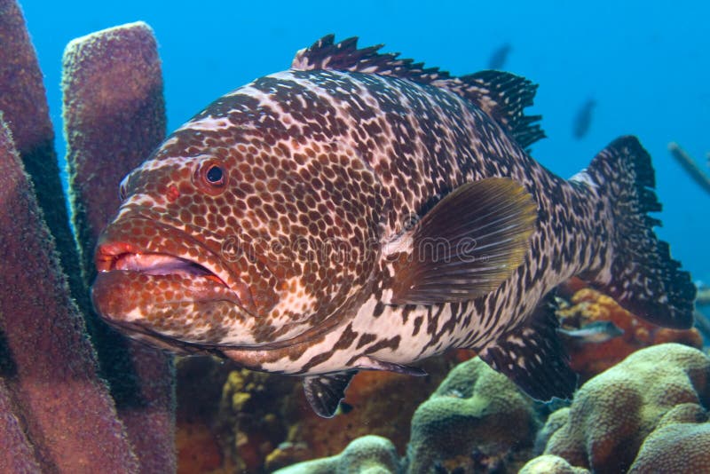 Large tiger grouper