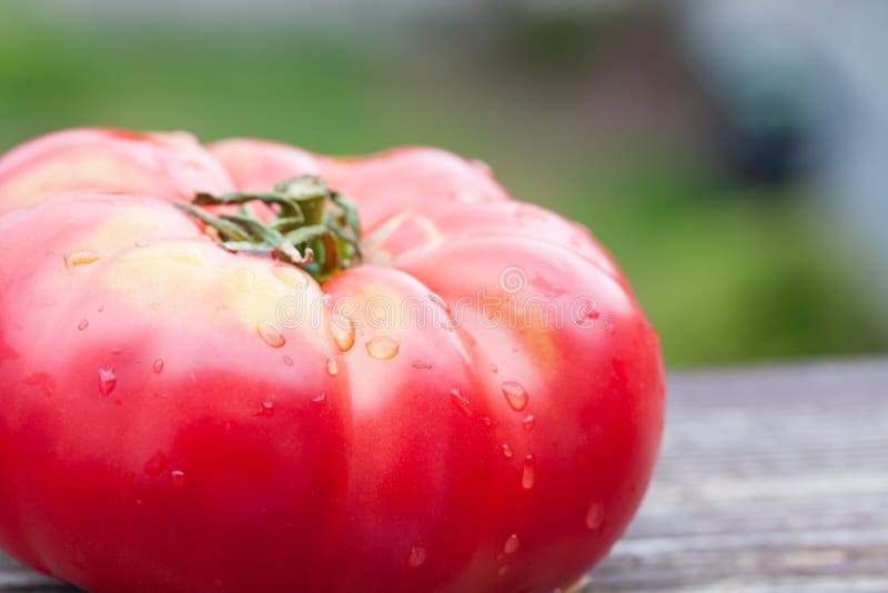 malinowe Pink Tomate Big . 12 semillas -