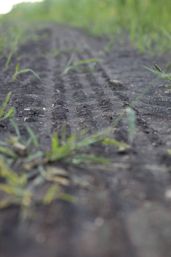 Large traces of plant life on earth stock image Large traces of plant life on earth stock image