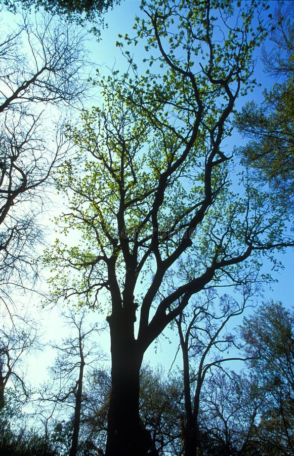Large tree royalty free stock image