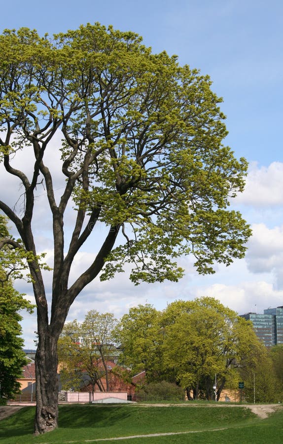 Large tree royalty free stock photo