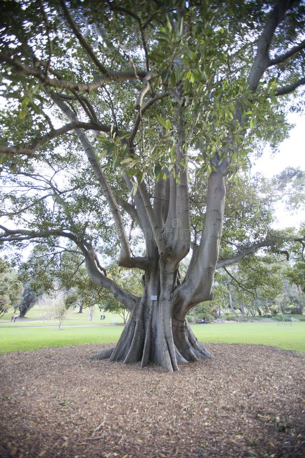 Large Tree in Botanical Garden, Sydney, Australia Stock Image Image