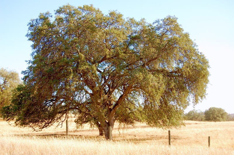 Large tree in field stock image