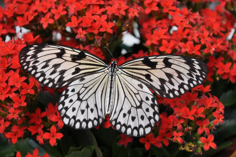 Large Tree Nymph Butterfly,aka,Idea leuconoe