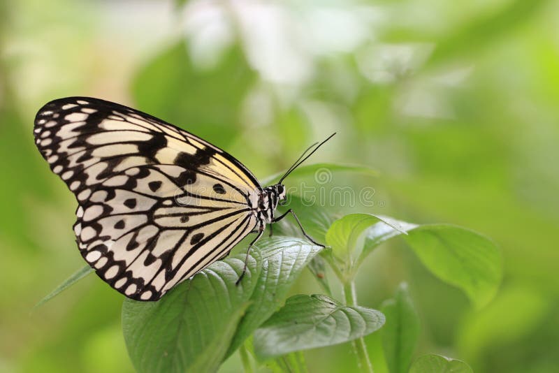 Large Tree Nymphs butterfly