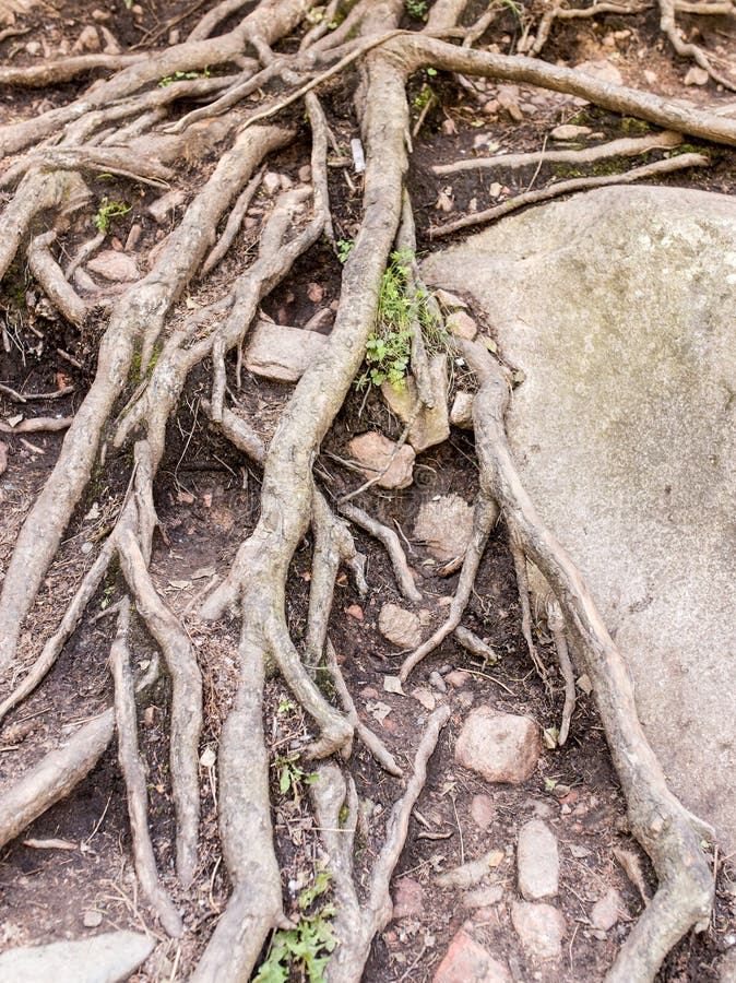 Large tree roots in nature stock photo. Image of tree 105981564