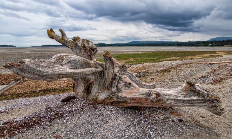 Large Tree Stump Driftwood on Beach stock images Large Tree Stump Driftwood on Beach stock images