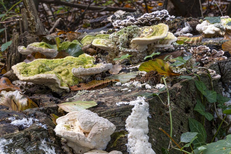 A large tree stump with several types of fungi such as the White humpback fungus Trametes gibbosa, the Bleeding tube fungus Phy